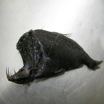 Angler Fish (2) Terrifying Angler Fish