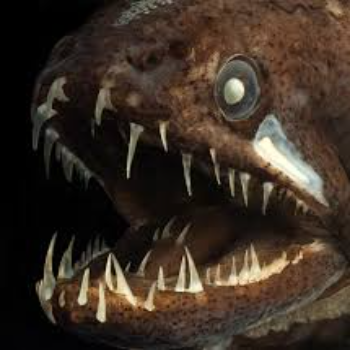 Black Dragonfish Terrifying Black Dragon Fish