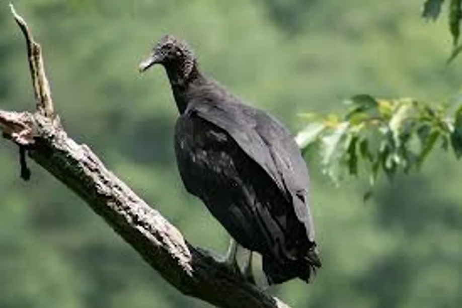 Black Vultures Black Vultures image