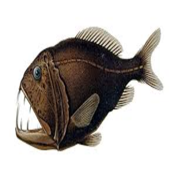Fangtooth Fish Terrifying Fangtooth Fish