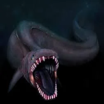 Frilled Fish Terrifying Frilled Image