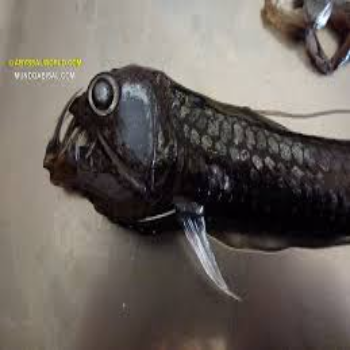 Viper Fish Terrifying Viper Fish