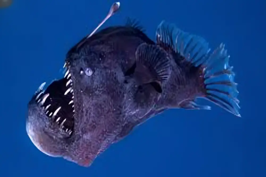 deep seek_imresizer AnglerFish