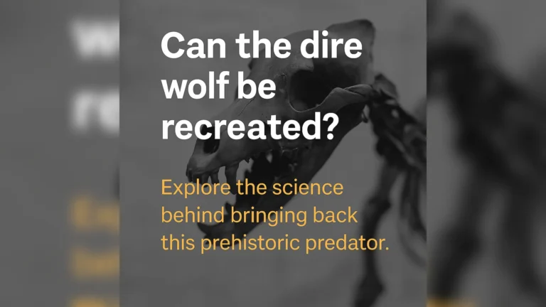 Can dire wolf re born image