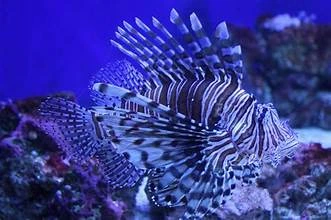 cool fishes cool fishes