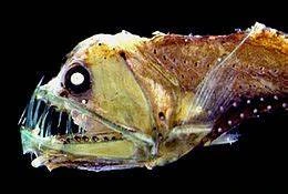 deep see species deep see species