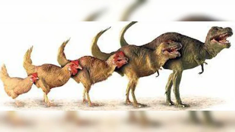 What is the chicken looking dinosaur image