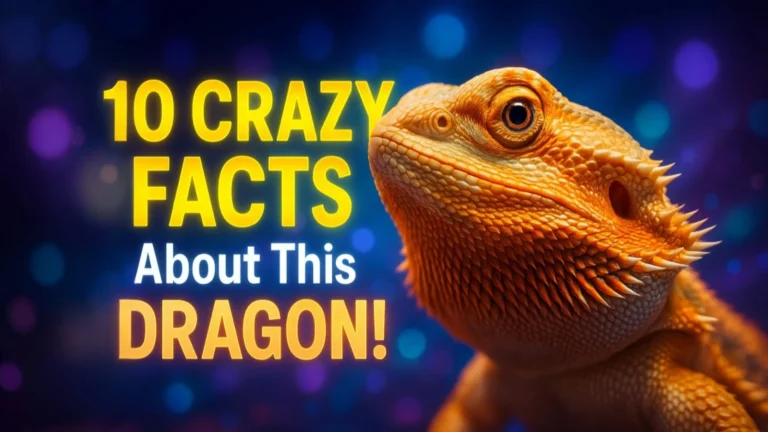 10 fact about beared dragon