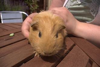 can you hold mouse too much