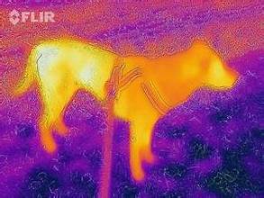 thermal image sees