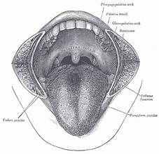 tongue tongue image