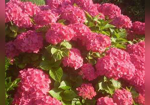 Hydrangea flower image