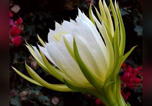Night-Blooming Cereus