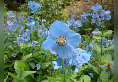 The Enigmatic Blue Poppy