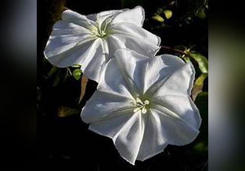 The Ever-Glowing Moonflower