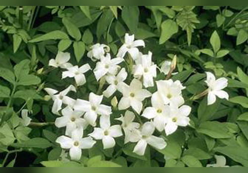 The Sensational Scent Jasmine