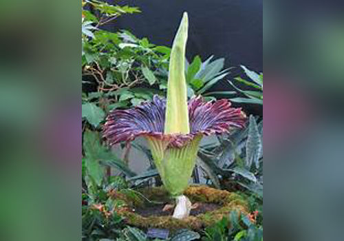 The Titan Arum image
