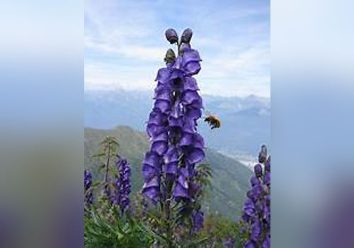 The Wolf's Bane image